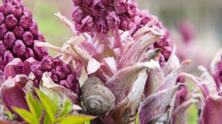 Bye-bye, butterbur_669bd04867f52.jpeg