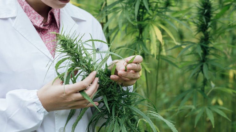 Does Cannabis have its place in medicine?_669bb8f803e62.jpeg