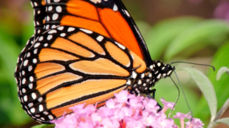 Does GM spell the end for our glorious Monarch?_669bd3e31ffb2.jpeg