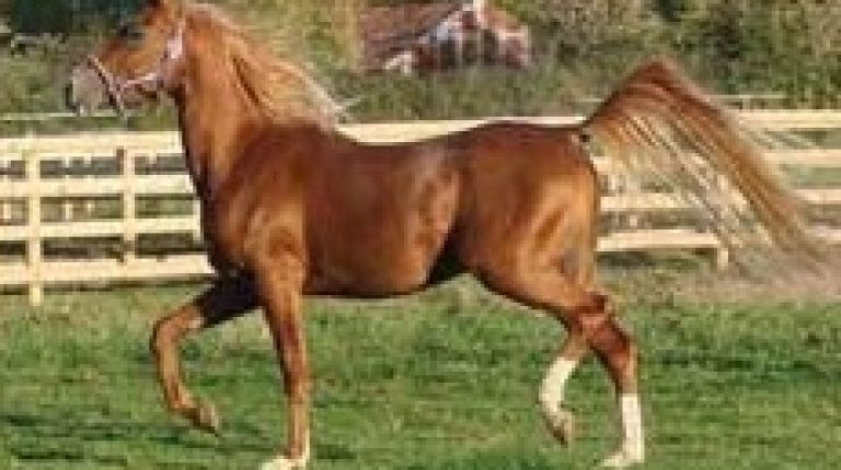 Electromagnetic tumour treatment in an Arabian horse_669bcdeda7c3e.jpeg