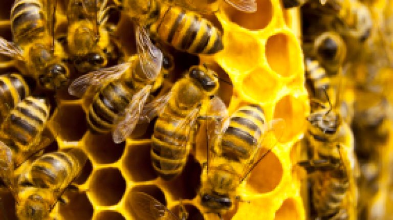 Electrosmog and colony collapse disorder_669bcf00712dd.jpeg