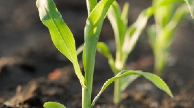 European Commission snubs MEPs questions about GMOs_669bd7308be46.jpeg
