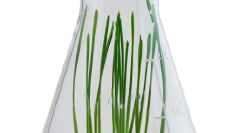 European Parliament backs legislation that allows Member States the right to ban GM crop cultivation_669bd4a7f169c.jpeg