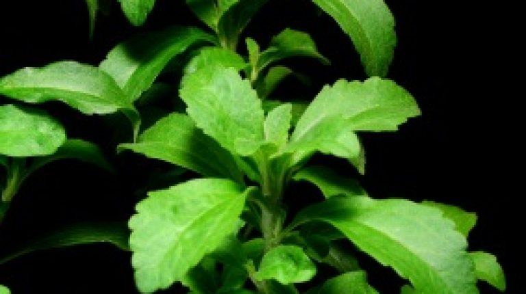 France approves high Reb A Stevia sweeteners_669bdacf702e8.jpeg