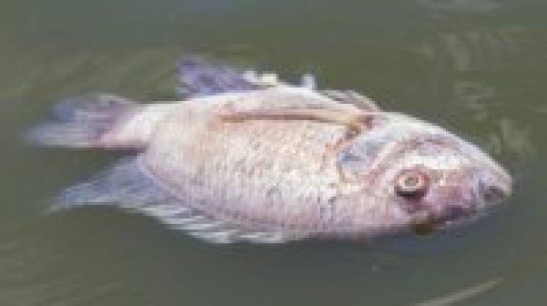 Gender-bending xenoestrogens: If they’re a problem for fish, could they be a problem for you?_669bc18a17813.jpeg