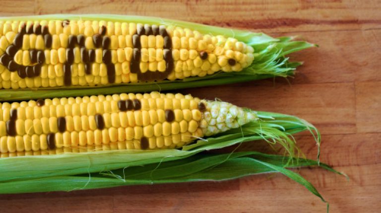 GM crops better for farmers, says German study_669bc0bfb491b.jpeg