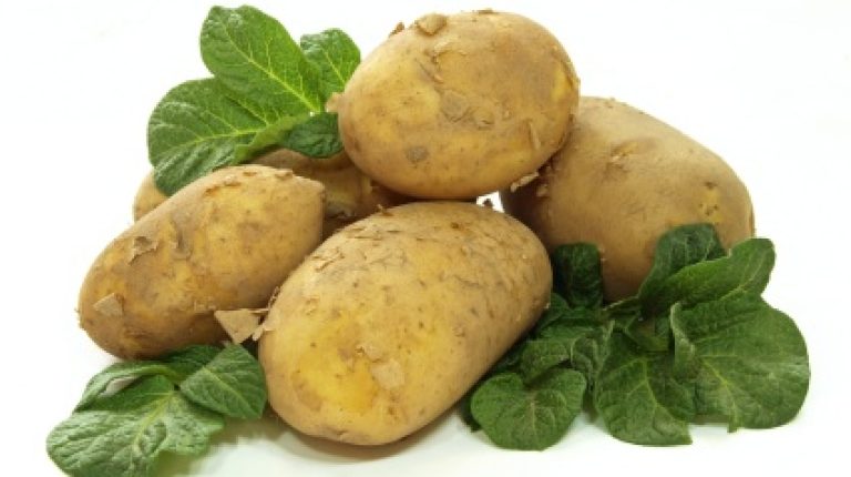 GM Potato research abandoned in UK_669bdb4eee95b.jpeg