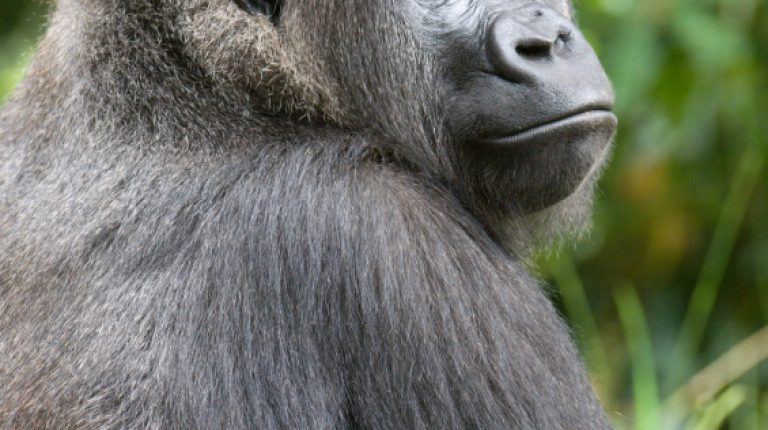 Heart disease, the new epidemic sweeping the gorilla enclosures in a zoo near you_669bdeb57a238.jpeg