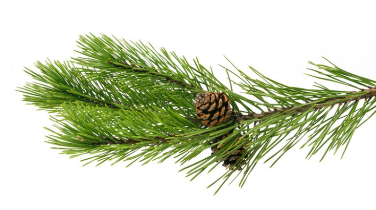 Heartfelt wishes for a wonderful festive break!_676a3895cadc6.jpeg
