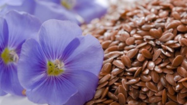 Illegal GM flax seed found in Marks & Spencer bread_669bda13b318e.jpeg