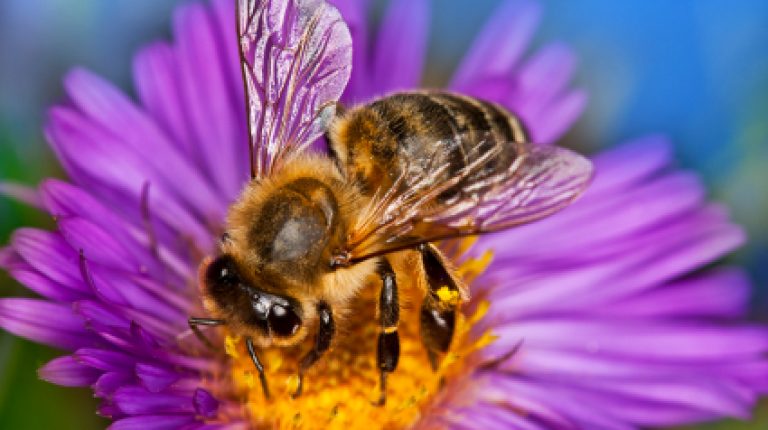 It’s official: pesticides are killing the bees_669bcd8319b4f.jpeg