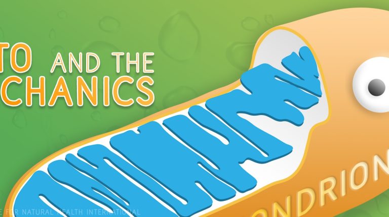 Mito & the mechanics: your DIY health insurance_669bb369234cb.jpeg