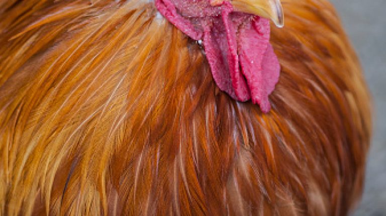 Rob Verkerk voices organic concerns in UK poultry magazine_669bc124684bf.jpeg