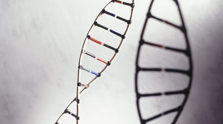 Science births recognition of dietary nucleotides as new nutrient group_669bbcac86c79.jpeg