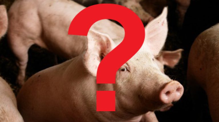 Swine flu 2009: hog hype or global threat?_669bdbf8896f1.jpeg