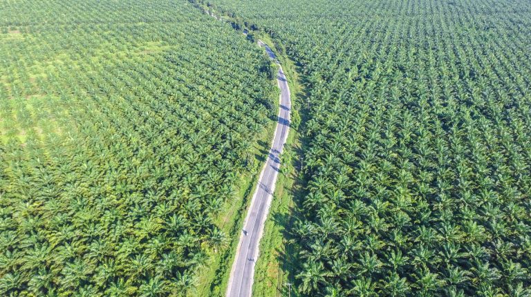 The palm oil paradox_669bb25e79046.jpeg