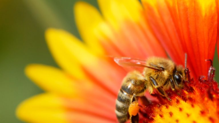 The Vanishing of the Bees_669bd154a3dcf.jpeg