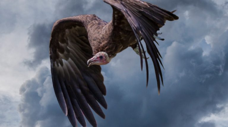 The vultures are circling over GM-free status in the EU_669bc2e0969f2.jpeg