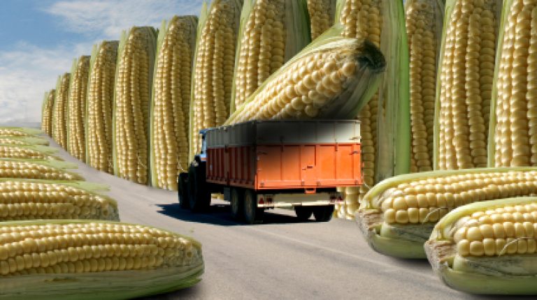 UK FSA ‘to explore consumer views on GM foods’_669bdab89a9a3.jpeg