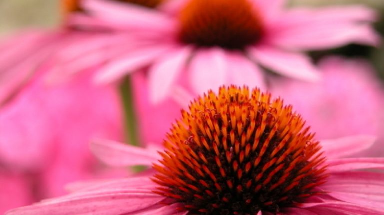 UK medicines regulator explains ‘Echinacea in kids’ warning_669bcf37b2ab1.jpeg