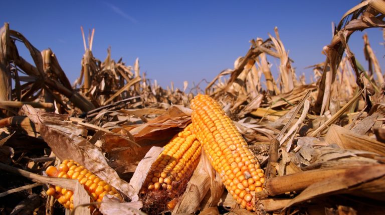 UK Royal Society whitewash on GM crops_669bba943a182.jpeg