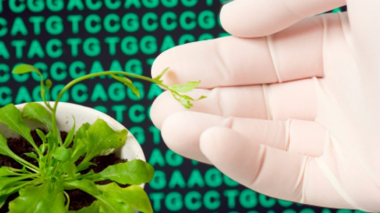 US judge puts obstacle in way of GM giant Monsanto_669bda9a83eef.jpeg