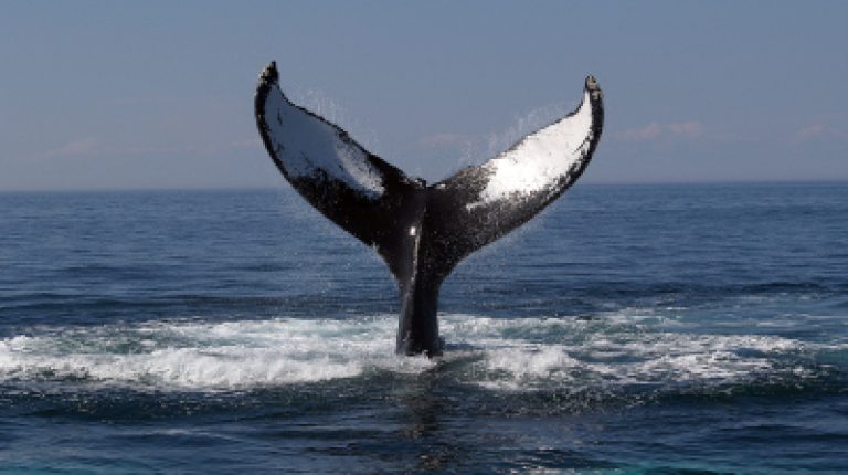 Victory for whales proves ‘people-power’_669bd79bb49d1.jpeg