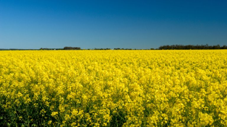 What might the so-called “Monsanto bill” really do?_669bdc593cc1c.jpeg