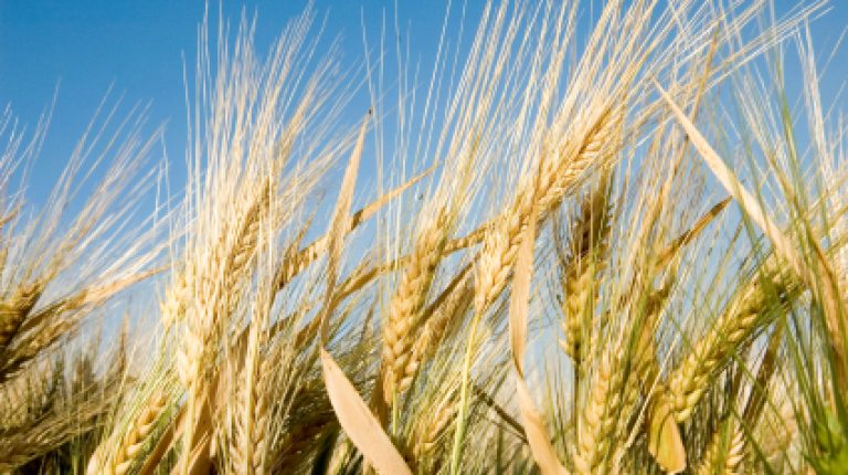 Wheat: time to eliminate it as the major Western human food staple?_669bc7987a7d6.jpeg